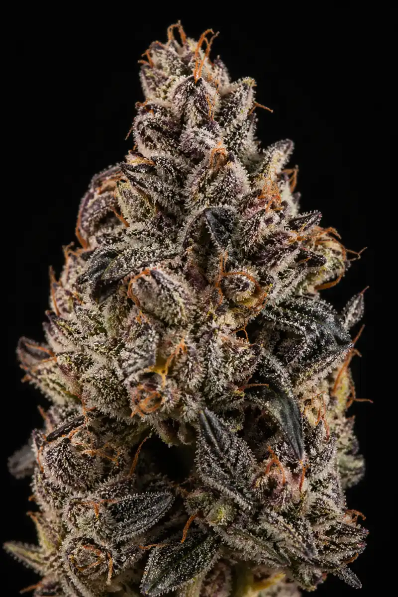 Sticky Fingers Feminizada