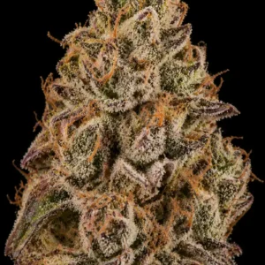 Sunset Sherbet Feminizada