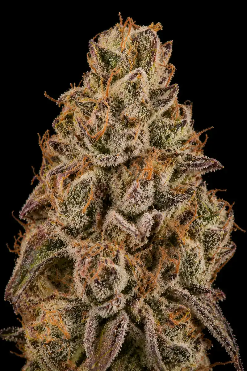 Sunset Sherbet Feminizada