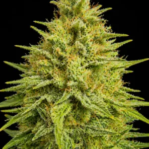 Super Lemon Haze Feminizada