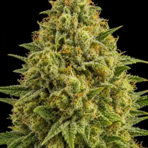 Super Skunk Feminizada