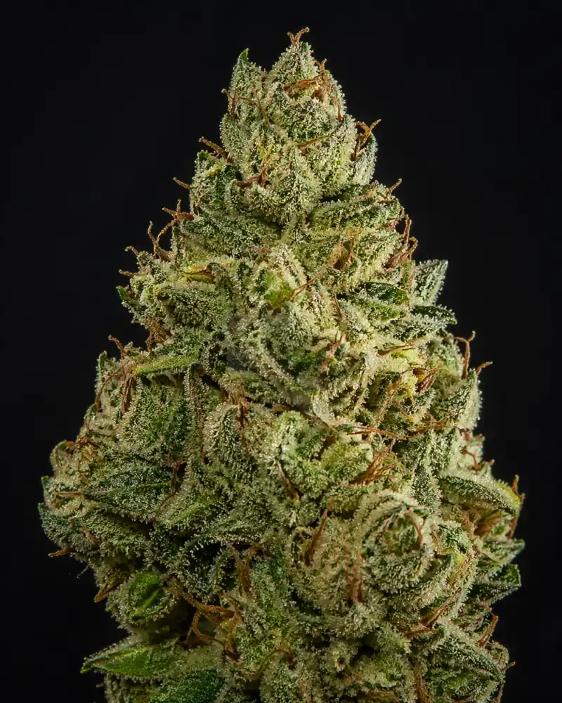 Tahoe OG Fast F1