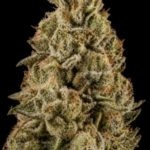 Tahoe OG Feminizada