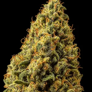 Tangerine Auto