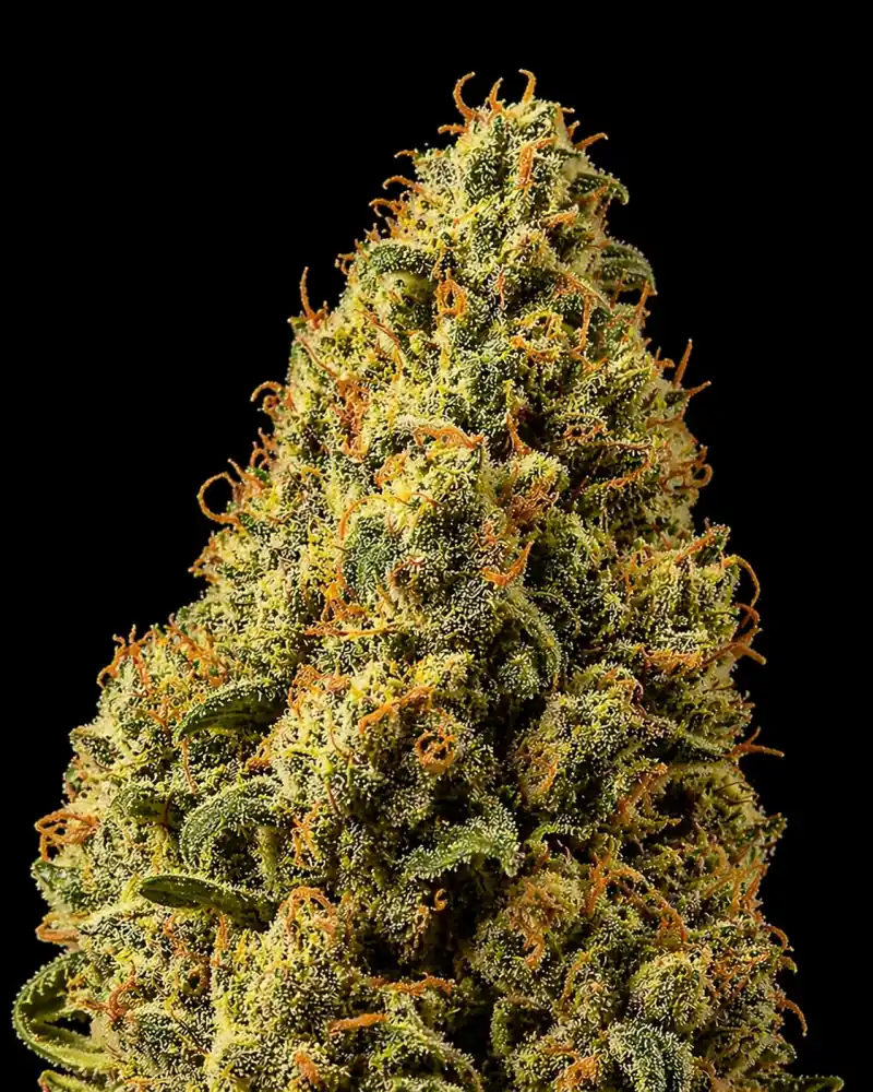 Tangerine Auto