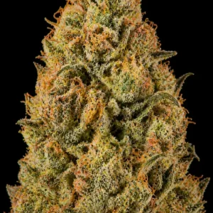Tangie Feminizada