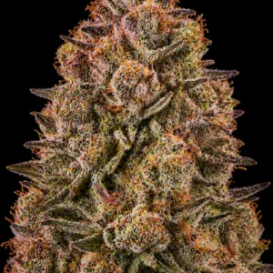 Tropicanna Cherry Feminizada