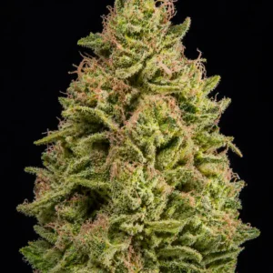 Watermelon Fast F1