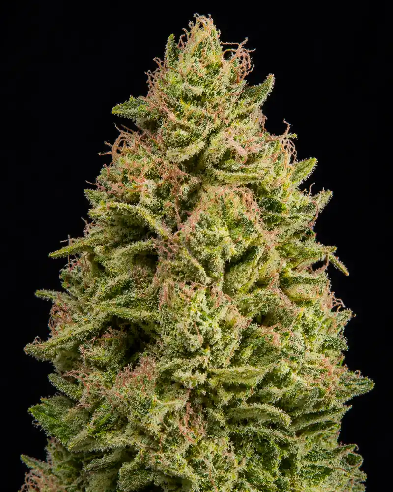 Watermelon Fast F1