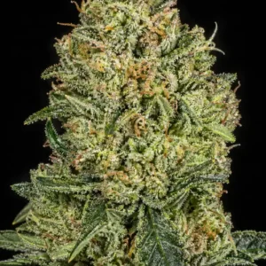 White Fire OG Feminizada