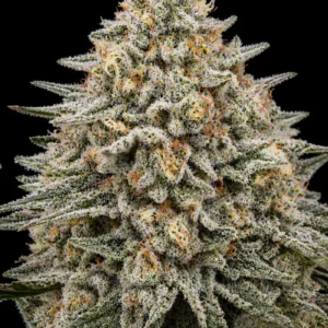 White Rhino Feminizada