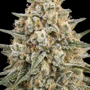 White Widow Feminizada