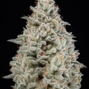 Widow Fast F1