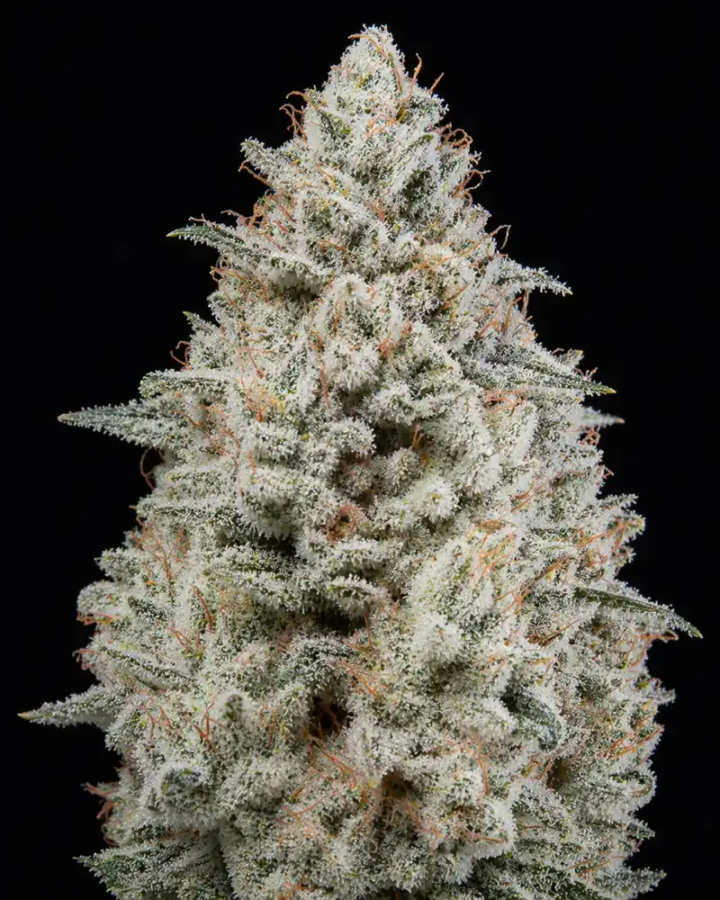 Widow Fast F1