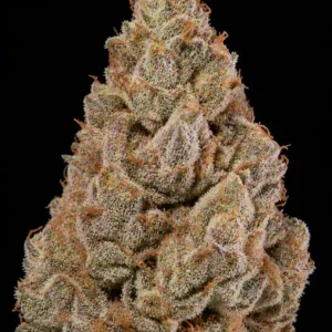 Zkittlez Fast F1