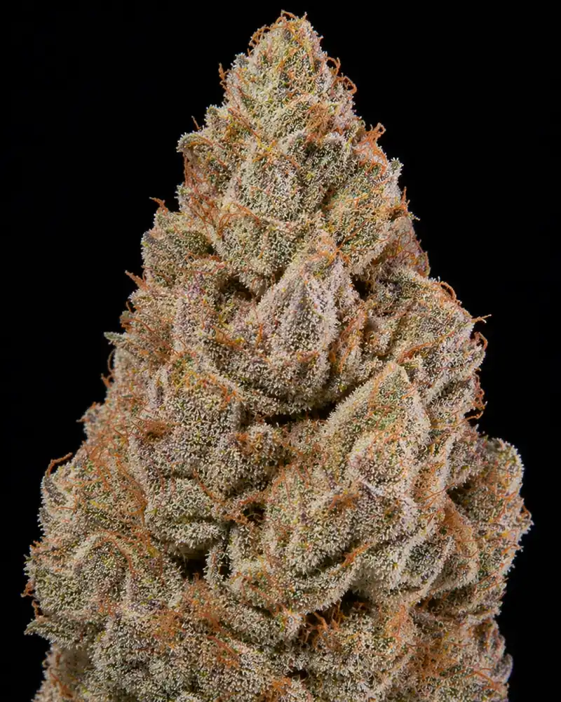 Zkittlez Fast F1