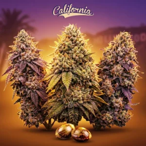 Pack Cali Elite de HispaSeeds con genéticas Gelato 41, Zkittlez y Kush Mints.